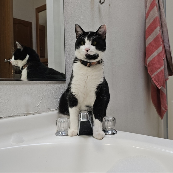 Meet your Posher, Kady - Picture 2 of 8